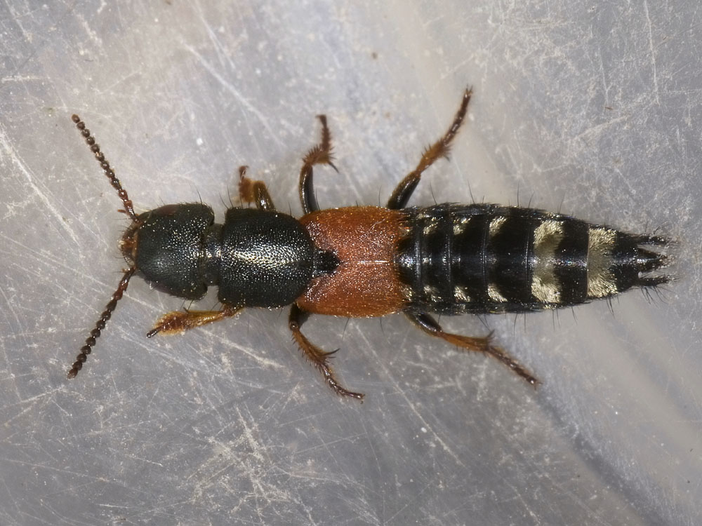 Platydracus stercorarius - Staphylinidae